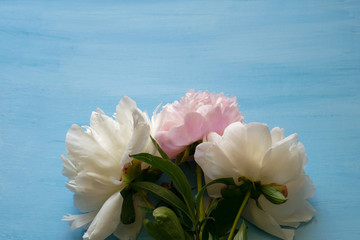 Delicate white and pink peonies on a blue background
