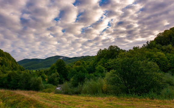 cloudy morning in mountainous countryside. lovely landscape with forested hills in early autumn