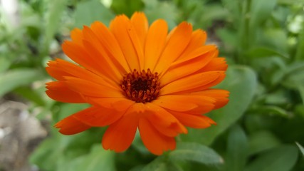 Orange Flower Close Up