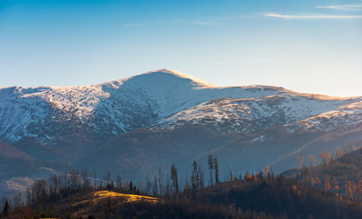 snowy top of Velykyi Verkh. beautiful morning scenery of late autumn in Carpathian mountains,...