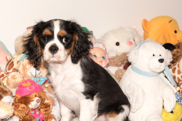 Cavalierking puppy charles spaniel