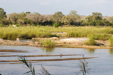 Olifants river landscape savannah, Kruger park,  South africa