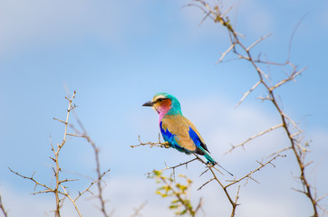 Lilac Breasted Roller, colorful bird, Kruger National Park, South Africa