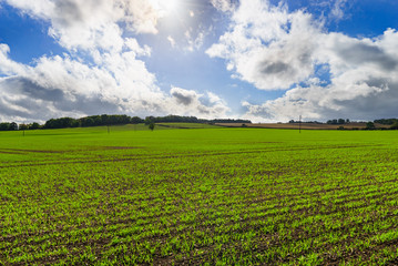 Fototapeta na wymiar Green farm field at sunny day in United Kingdom