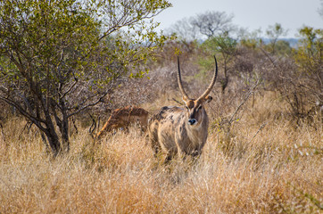 Naklejka na ściany i meble Antelope, Waterbuck (Kobus ellipsiprymnus), Kruger National Park, South Africa