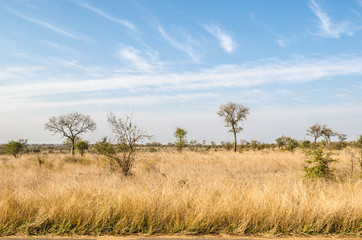 Kruger National Park, savannah vegetation, yellow grass. South Africa