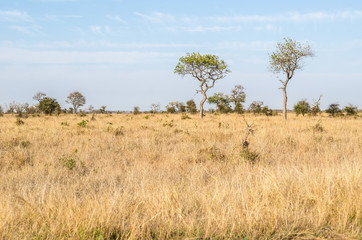 Obraz premium Kruger National Park, savannah vegetation, yellow grass. South Africa