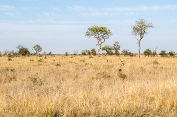 Kruger National Park, savannah vegetation, yellow grass. South Africa