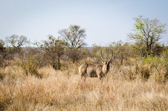 Antelope, Waterbuck (Kobus ellipsiprymnus), Kruger National Park, South Africa