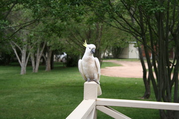 white cockatoo sitting on a fence © Robirensi