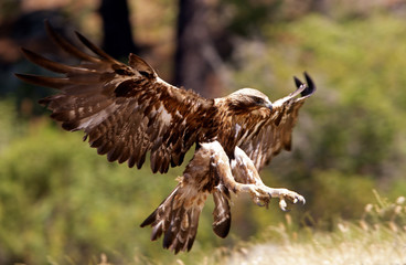 Old male of Golden eagle. Aquila chrysaetos