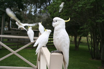 white cockatoo sitting on a fence