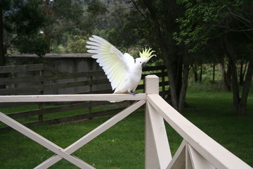 white cockatoo sitting on a fence