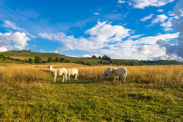 Fototapeta na wymiar Sheep's in the meadow