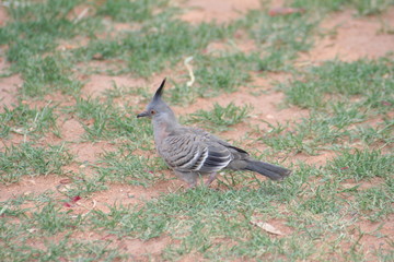 crested pigeon, close up