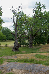 two old oaks standing in a nature reserve