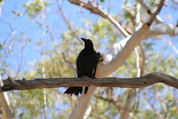 currawong sitting on a tree branch