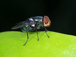 Macro Photo of Blow Fly on Green Leaf Isolated on Black Background