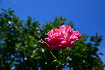 フワフワの薔薇の花、青空、木漏れ日