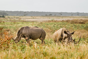 Fototapeta premium Rhinoceroses in the bushes ,Kruger National Park, South Africa