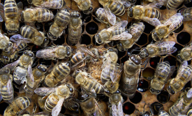 Queen Bee Close Up