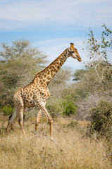 Giraffe, Kruger park safari animals. South Africa