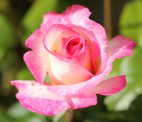 Flowering pink rose from close-up. Natural-made tenderness. 