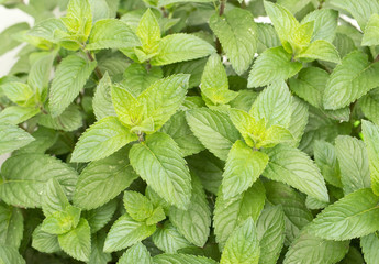 Close-up view on leaves of lemon balm. Freshness. 