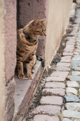 closeup of cat  looking away in the cobblestone street
