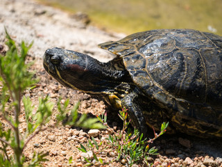 Naklejka premium Tortue