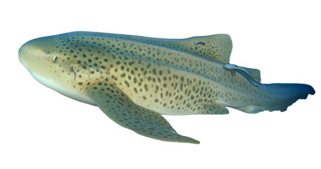 Leopard Shark (Zebra Shark) isolated  