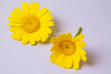 yellow daisy on  background
