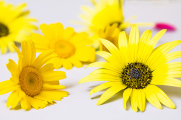 Obraz premium daisies on grey background