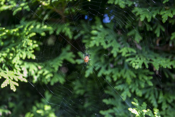 An arachnid sits on a spider web.