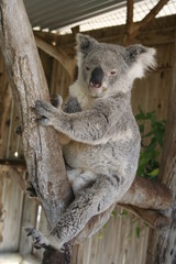 Fototapeta premium koala is climbing on a tree branch, australia