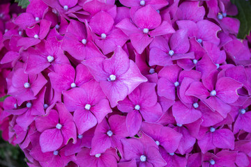 Pink hydrangea background.