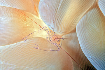 Bubble Coral Shrimp (Vir philippinensis) in a Bubble Coral. Moalboal, Philippines