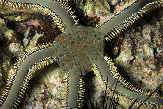 Brittle Star Viewed from above. Moalboal, Philippines