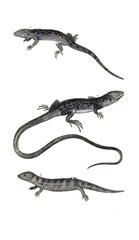 Reptile illustration