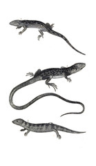 Naklejka premium Reptile illustration
