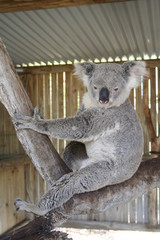 koala is climbing on a tree branch, australia