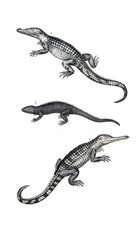 Reptile illustration