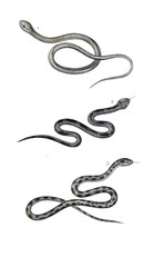 Reptile illustration