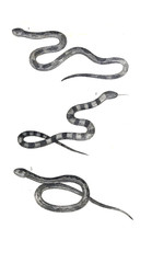 Fototapeta premium Reptile illustration