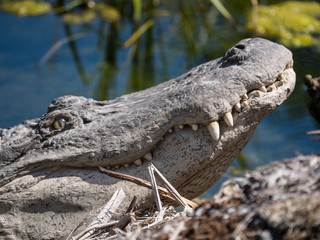 Crocodile