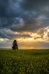 Fototapeta na wymiar Supernatural sun breakthrough dark cloudy sky over yellow rapeseed field