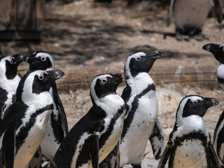 Naklejka premium Manchots