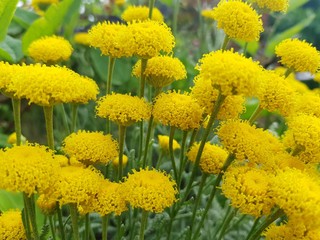 Yellow flowers