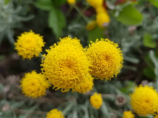 Yellow, uncultivated flowers 