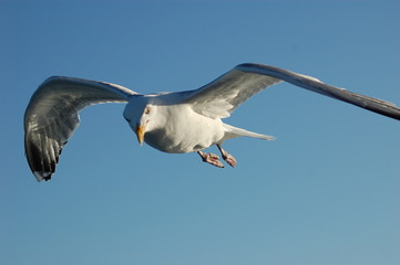 Gull on the Wing